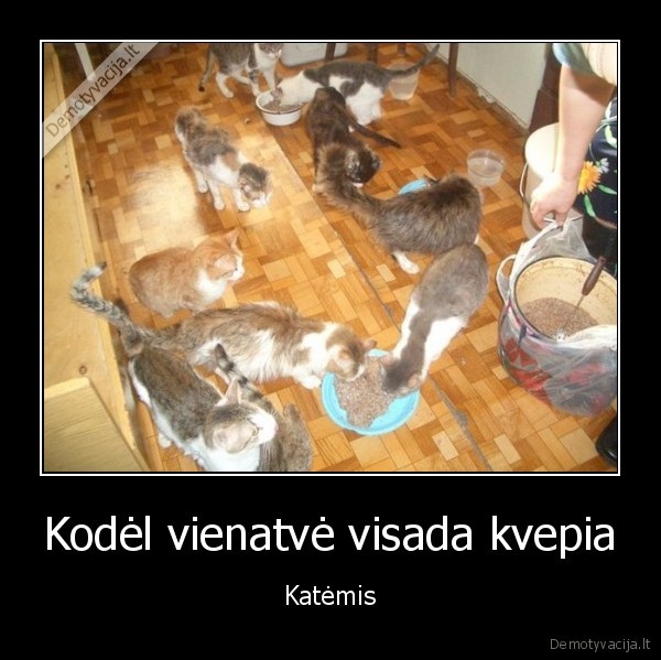 kates,vienisas, zmogus,vienate