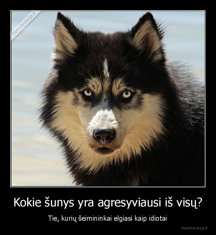 sunys,veisle,agresyvus,suo