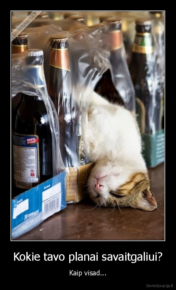 savaitgalio, planai,girtas, katinas