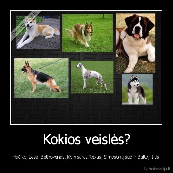Kokios veislės?