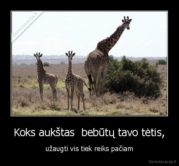 Koks aukštas  bebūtų tavo tėtis,