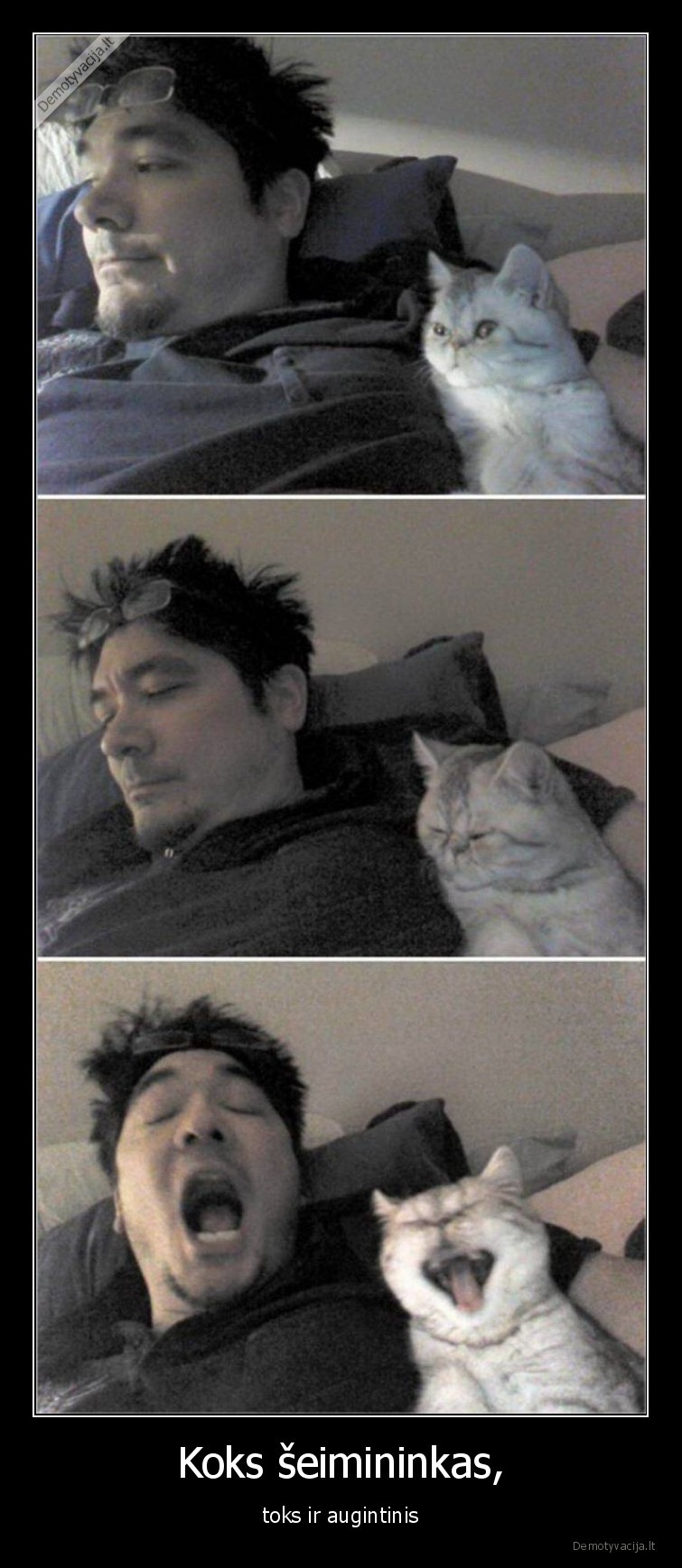 seimininkas,augintinis,katinai