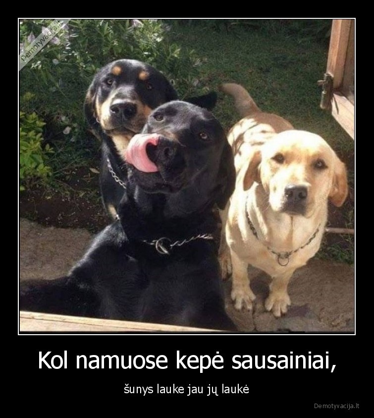 sunys,suo,sausainiai,kepe,lauke,lauke