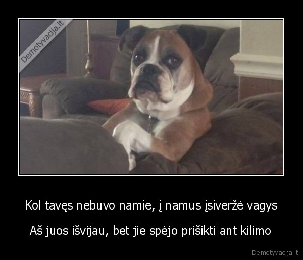 buldogas,prisiko, namie,blogas, suo