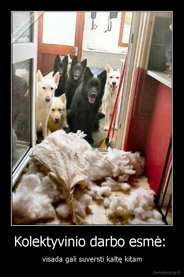 suo,kalte,esme,grupe