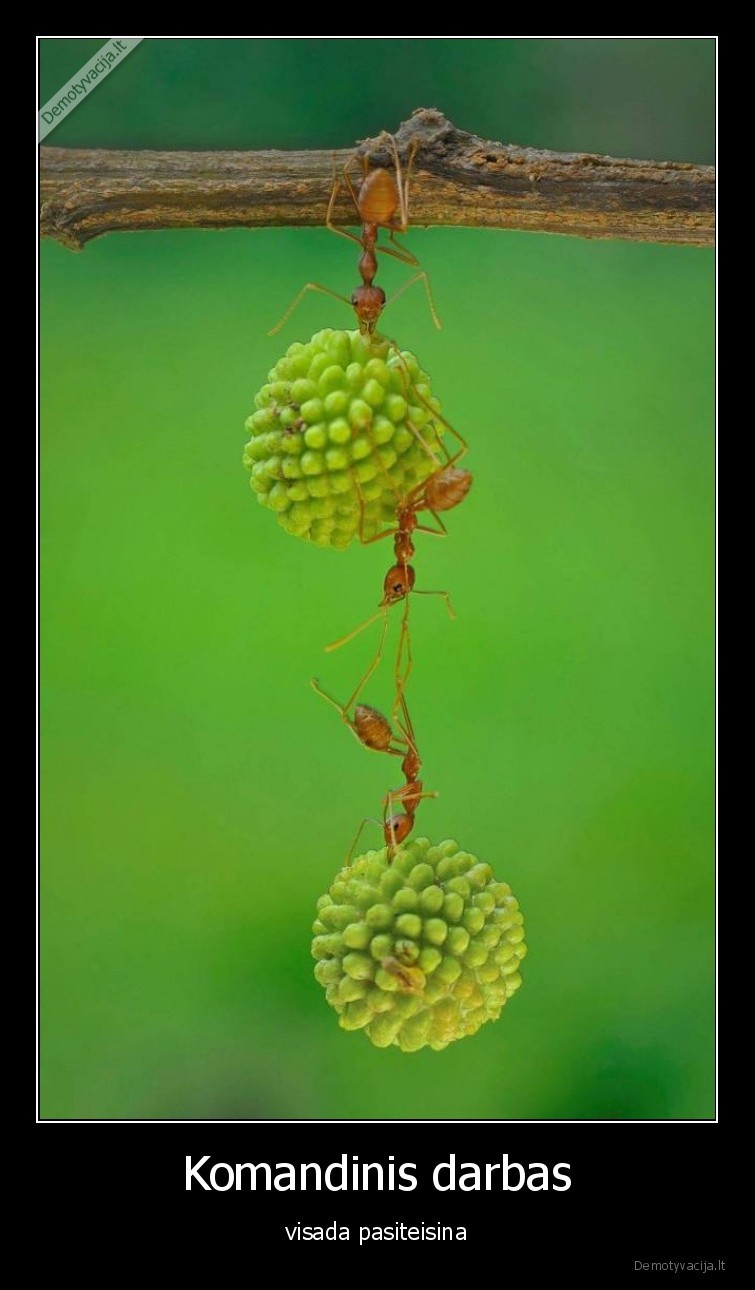 skruzdes,skruzdeles,komanda,darbas,komandinis, darbas