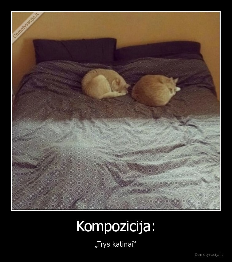 trys,katinai,nuotrauka,lova,kate