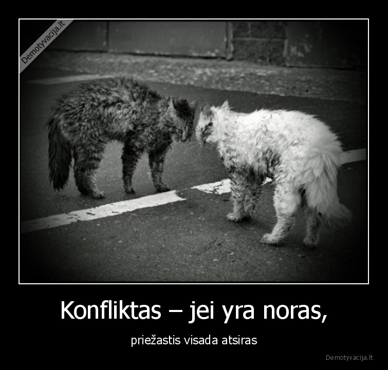 katinai,konfliktas,noras,priezastis
