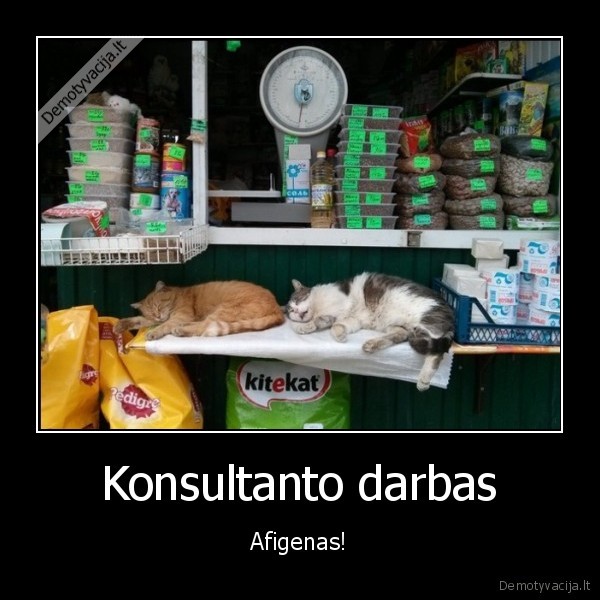 kaciu, maisto, konsultantai,miegancios, kates