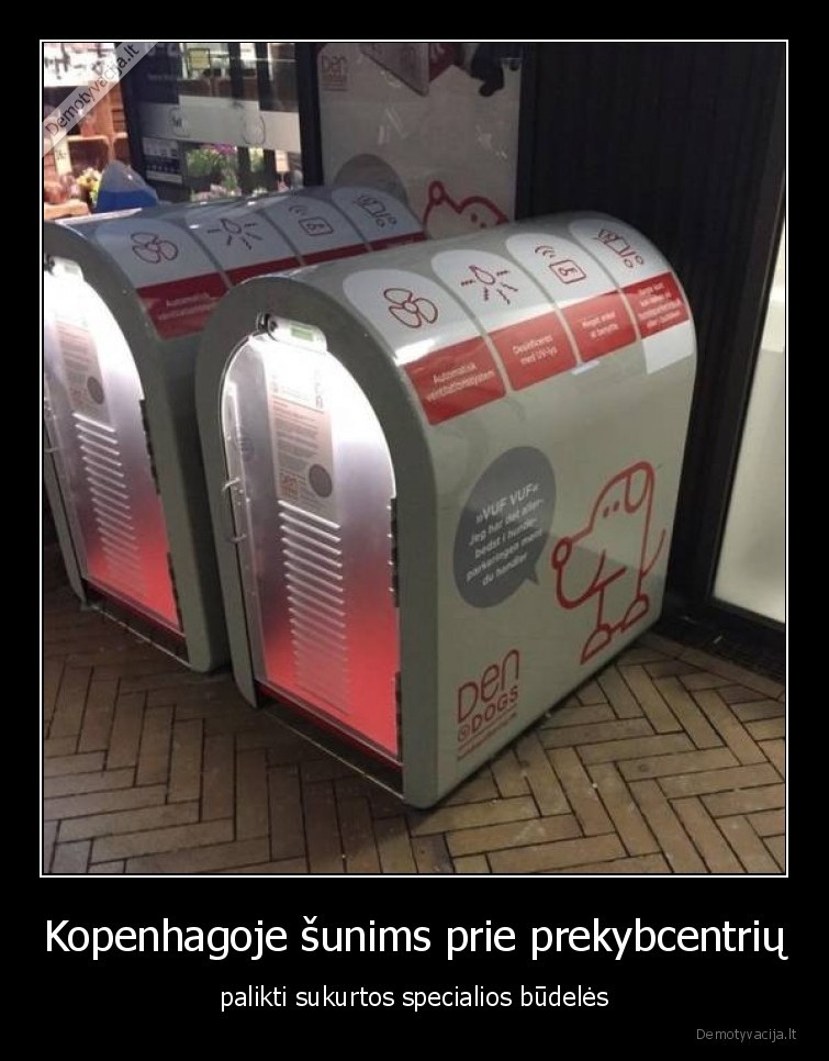 idomybes,budeles, sunims,sunys,augintiniai,specialios, budeles,kopenhagoje