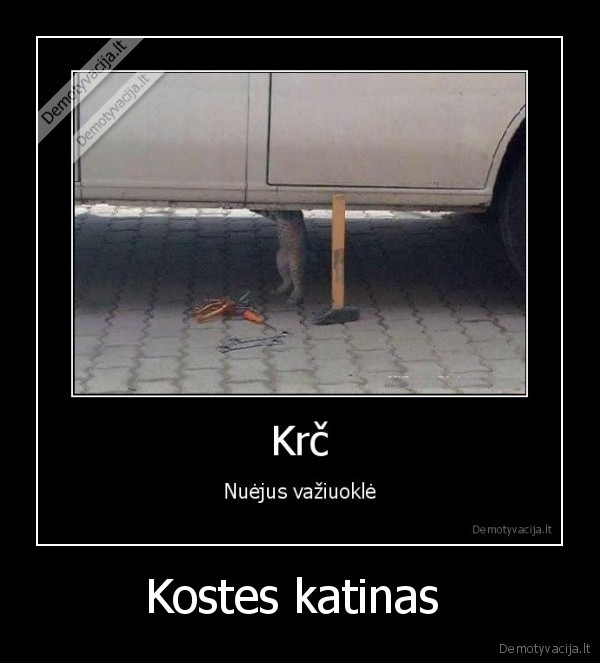 kostes, katinas