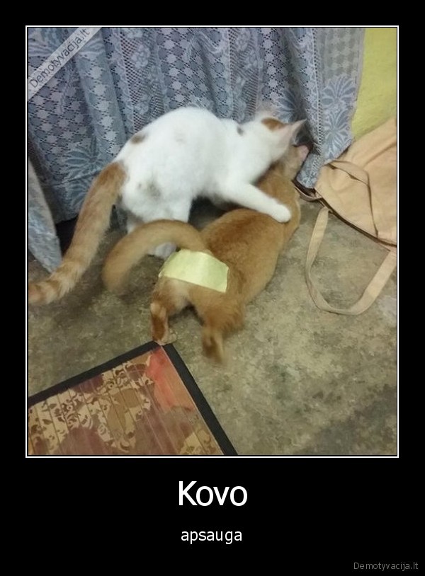 kovas,katinai