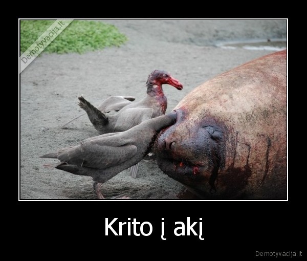 juodas, humoras,negyvas, ruonis