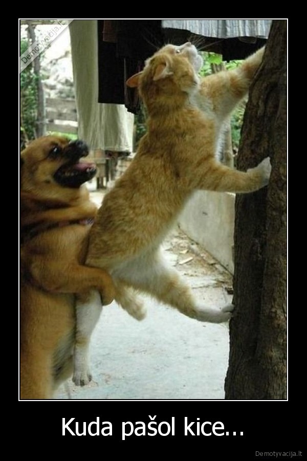 Kuda pašol kice...