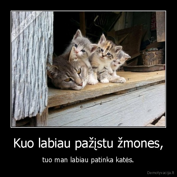 kate,katinas,kaciukas,zmones,patinka