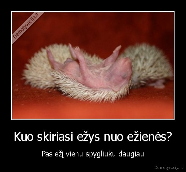 Kuo skiriasi ežys nuo ežienės?