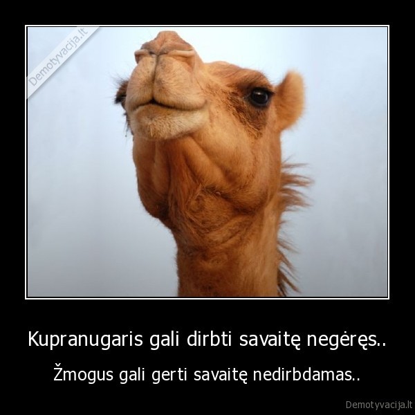 kupranugaris,gerti, savaite,dirbti, savaite