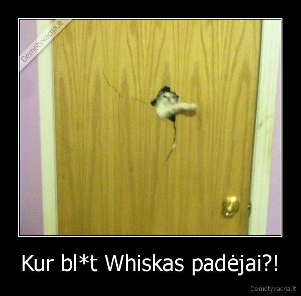 piktas, katinas,islauze, duris