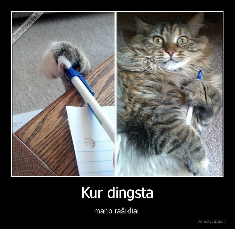 rasiklis,katinas,dingo