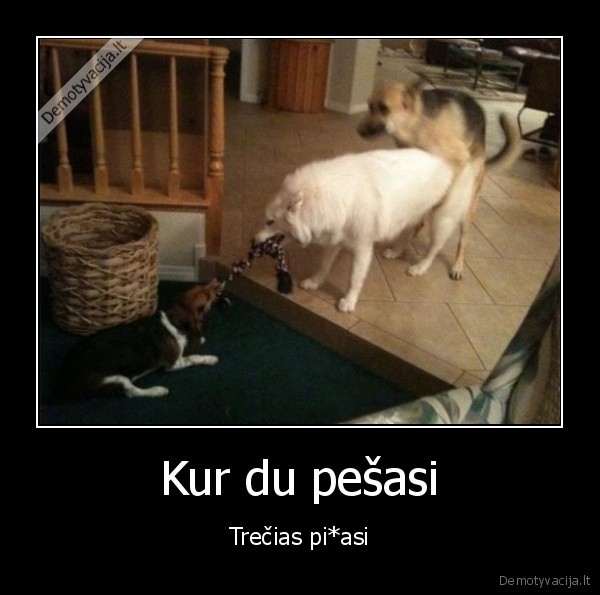 sunys,pestynes,juokingi, sunys