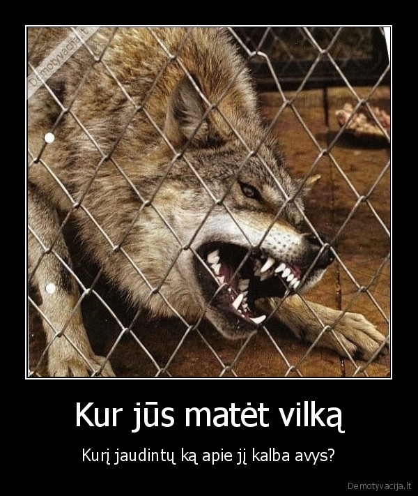 vilkas,avys,aplinkiniu, poziuris