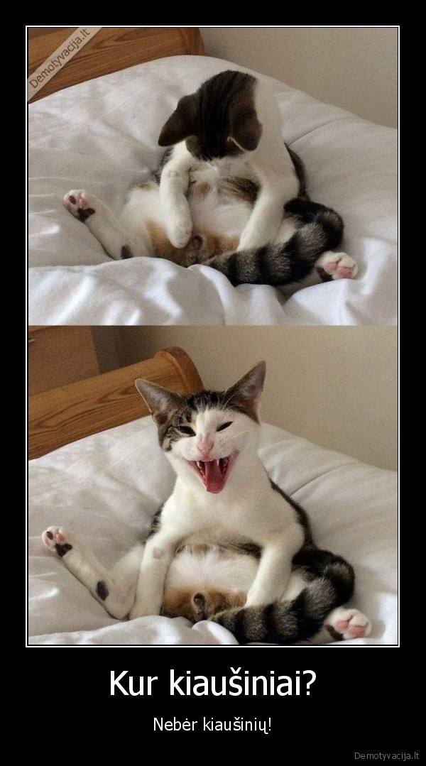 iskastruotas,kastracija,katino, reakcija