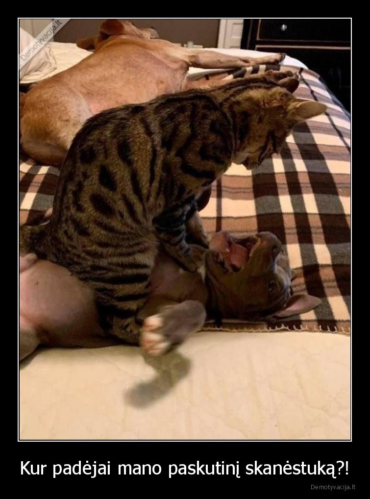 katinas,mielas,kaciukas