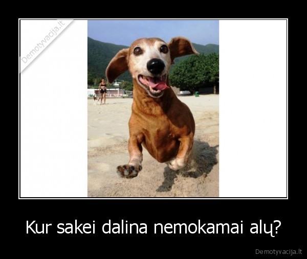 Kur sakei dalina nemokamai alų?