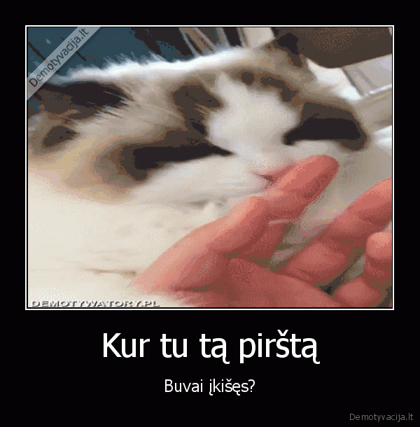 rankos, pirstai,juokingas, katinas,katino, reakcija