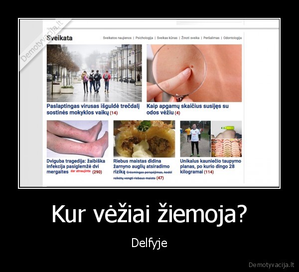 delfi.lt,vezys