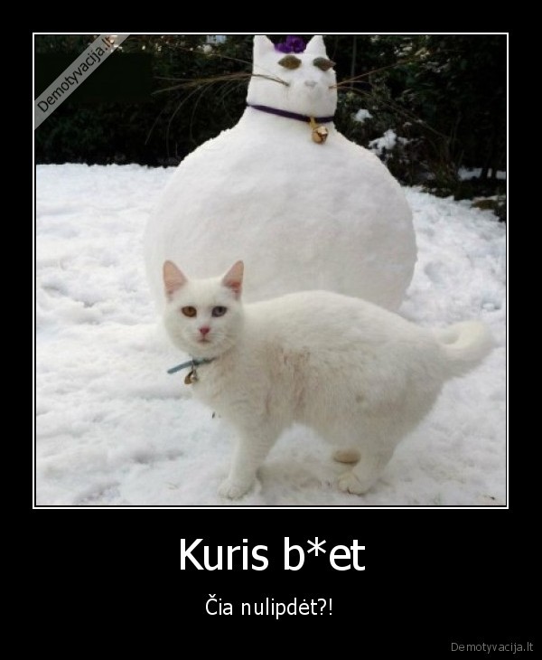 juokingas, katinas,piktas, katinas,sniego, katinas