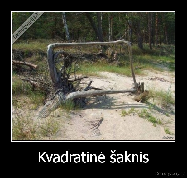 matematika,medzio, saknis,sudziuves, medis