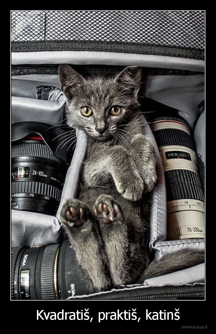 Kvadratiš, praktiš, katinš