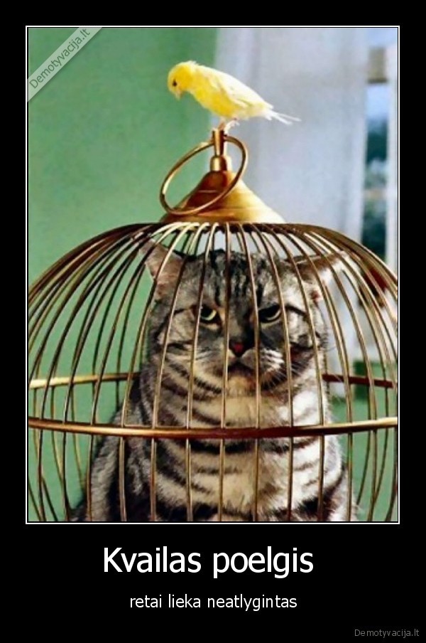 kerstas,klaida,kvailyste