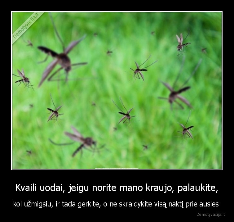 uodai,vasara,kraujas