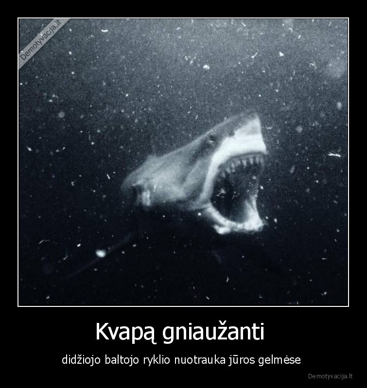 baltasis,ryklys,didysis,baisu