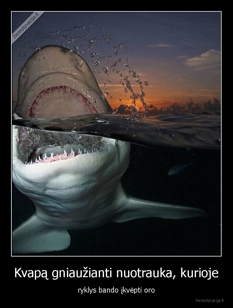 ryklys,oras,reikalingas,nuotrauka,jura