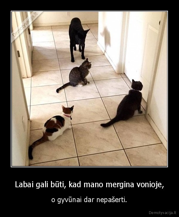 mergina,vonia,gyvunai,kate,katinas,suo,maistas