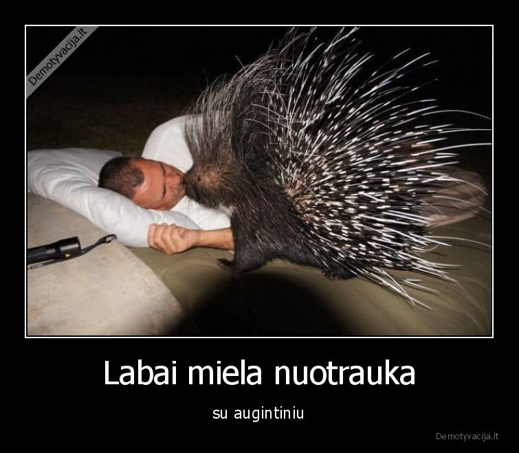 augintiniai,gyvunai,miela, nuotrauka