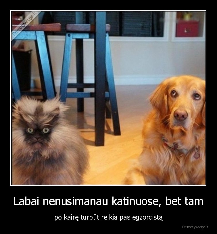 egzorcistas,katinas,suo,katinai