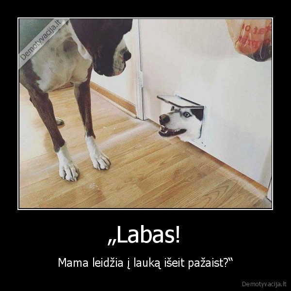 suo,sunys,mama,laukas