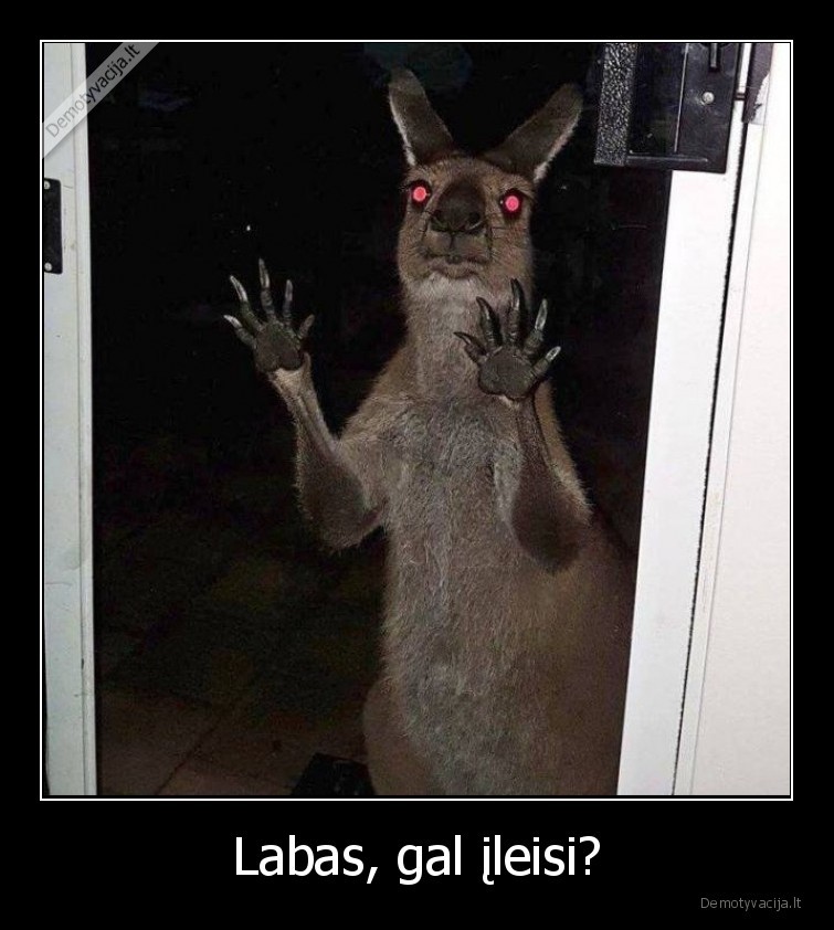 kengura,ileisk,prasosi,i,vidu