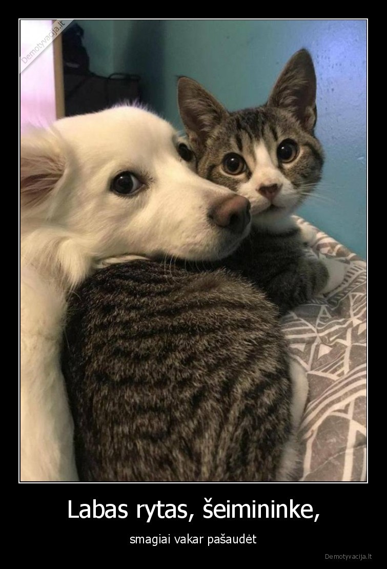 naujieji,gyvunai,fejerverkai