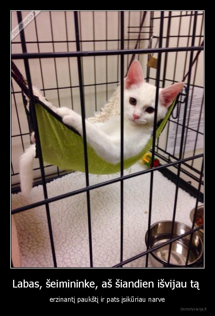 gyvunai,kates,katinai,augintiniai,narvas