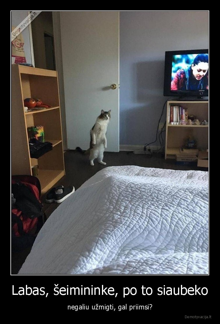 katinas,atejo,miegoti