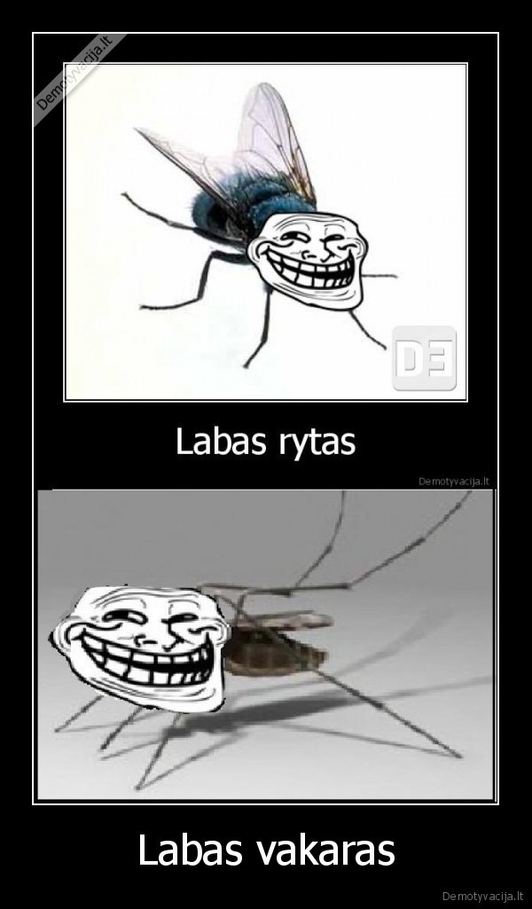 uodai,ir,muses,uzknisa,ypac,kai, uodai, nakty, kanda, o, muses, lopes, ryte, kelia