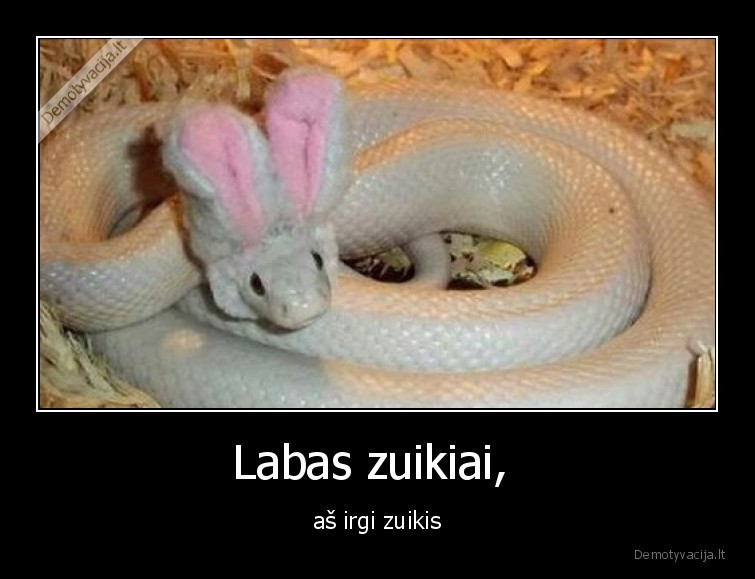 zuikis,gyvate,persirenge,pavojus