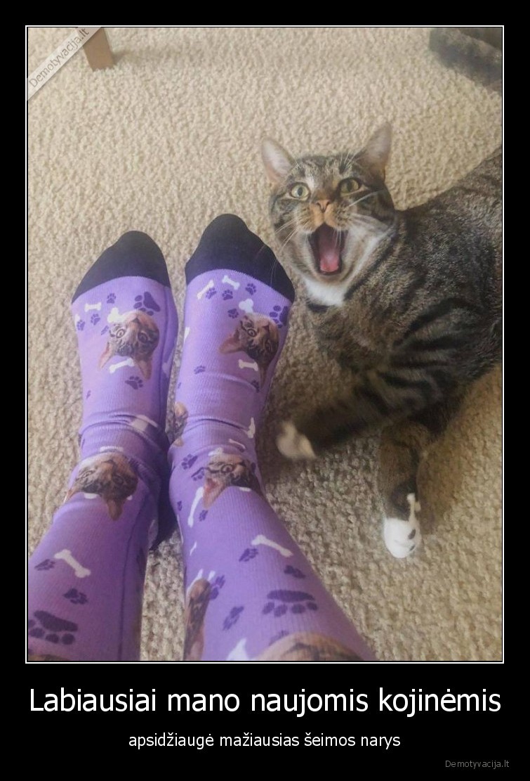 katinas,kojines,dziaugsmas