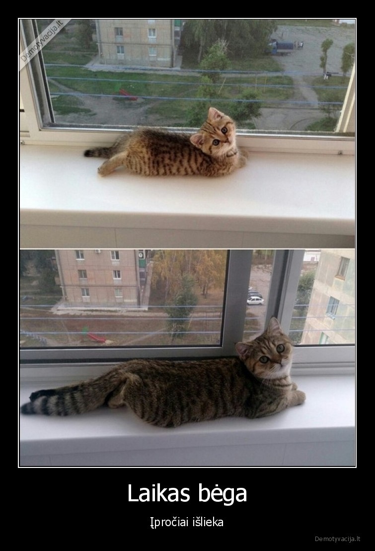 katinas, ant, palanges