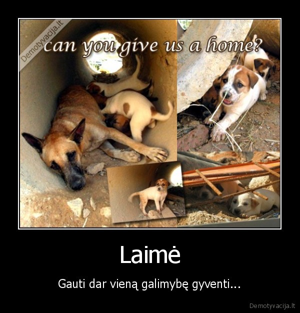 priimkime,beglobius,gyvunus